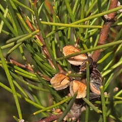 Hakea microcarpa (Small-fruit Hakea) at Tharwa, ACT - 15 Aug 2025 by Mike