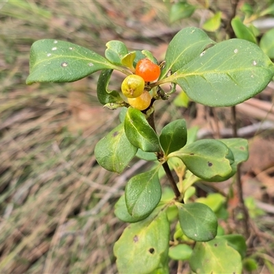 Coprosma hirtella (Currant Bush) at Cotter River, ACT - 15 Aug 2025 by Mike