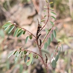 Indigofera australis subsp. australis (Australian Indigo) at Cotter River, ACT - 15 Aug 2025 by Mike
