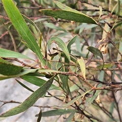 Daviesia mimosoides subsp. mimosoides at Cotter River, ACT - 15 Aug 2025 by Mike