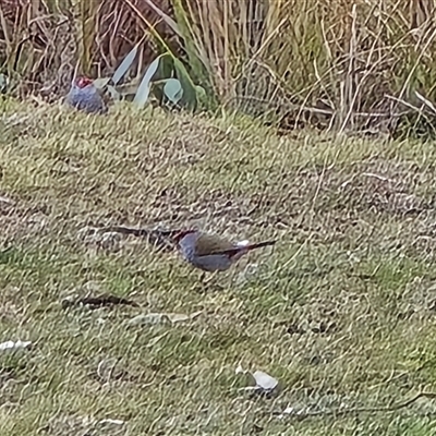 Neochmia temporalis (Red-browed Finch) at Tharwa, ACT - 15 Aug 2025 by Mike