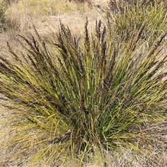 Gahnia subaequiglumis (Bog Saw-sedge) at Tharwa, ACT - 15 Aug 2025 by Mike