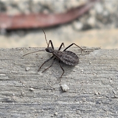 Coranus callosus (Assassin bug) at Tharwa, ACT - 15 Aug 2025 by Mike