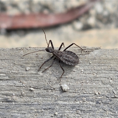 Coranus callosus (Assassin bug) at Tharwa, ACT - 15 Aug 2025 by Mike