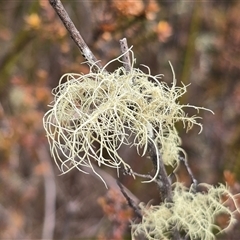 Usnea sp. (genus) (Bearded lichen) at Tharwa, ACT - 15 Aug 2025 by Mike