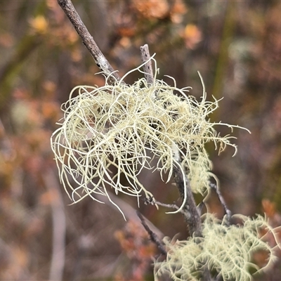 Usnea sp. (genus) (Bearded lichen) at Tharwa, ACT - 15 Aug 2025 by Mike