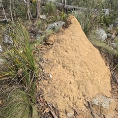 Coptotermes lacteus (Milk Termite) at Tharwa, ACT - 15 Aug 2025 by Mike