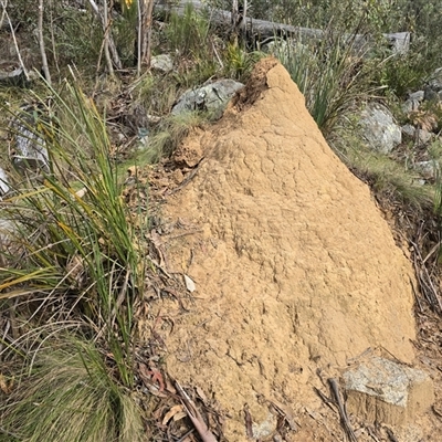 Coptotermes lacteus (Milk Termite) at Tharwa, ACT - 15 Aug 2025 by Mike
