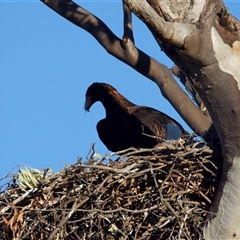 Aquila audax (Wedge-tailed Eagle) at Tharwa, ACT - 14 Aug 2025 by jb2602