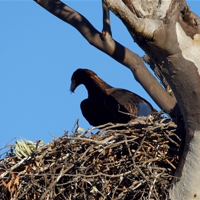 Aquila audax (Wedge-tailed Eagle) at Tharwa, ACT - 14 Aug 2025 by jb2602