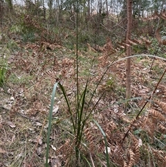 Gymnostachys anceps (Settler's Twine) at Caparra, NSW - 15 Aug 2025 by maznee