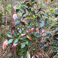 Syzygium smithii at Caparra, NSW - 15 Aug 2025 by maznee
