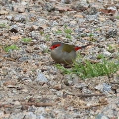 Neochmia temporalis (Red-browed Finch) at Splitters Creek, NSW - 15 Aug 2025 by KylieWaldon