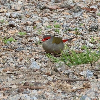 Neochmia temporalis (Red-browed Finch) at Splitters Creek, NSW - 15 Aug 2025 by KylieWaldon