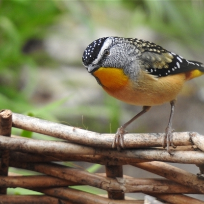 Pardalotus punctatus (Spotted Pardalote) at Kambah, ACT - 13 Aug 2025 by LineMarie