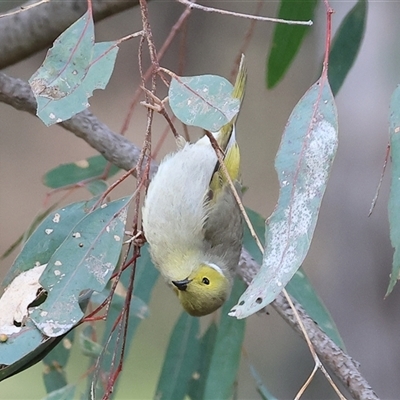 Ptilotula penicillata (White-plumed Honeyeater) at Splitters Creek, NSW - 15 Aug 2025 by KylieWaldon