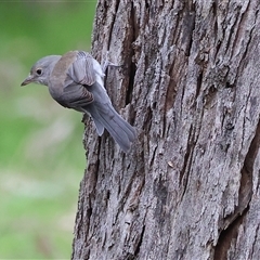 Colluricincla harmonica (Grey Shrikethrush) at Splitters Creek, NSW - 15 Aug 2025 by KylieWaldon