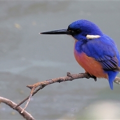 Ceyx azureus (Azure Kingfisher) at Splitters Creek, NSW - 15 Aug 2025 by KylieWaldon
