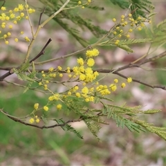 Acacia decurrens at Splitters Creek, NSW - 15 Aug 2025 by KylieWaldon