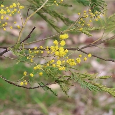 Acacia decurrens at Splitters Creek, NSW - 15 Aug 2025 by KylieWaldon