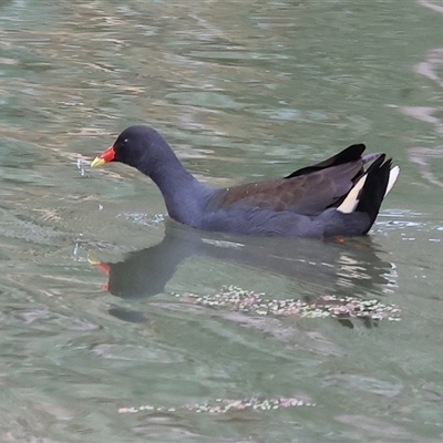 Gallinula tenebrosa (Dusky Moorhen) at Splitters Creek, NSW - 15 Aug 2025 by KylieWaldon