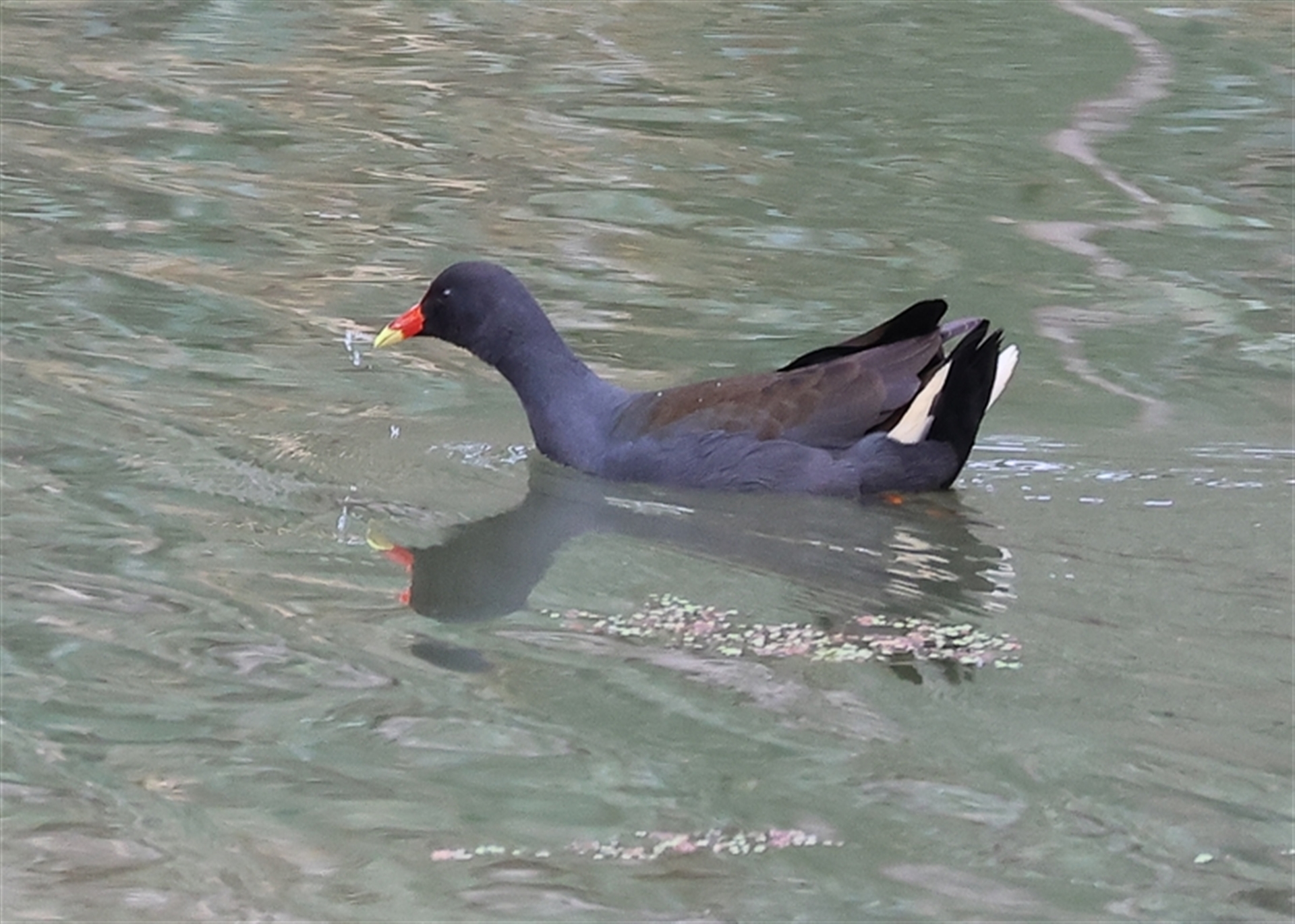 Gallinula tenebrosa at Splitters Creek, NSW - 15 Aug 2025 10:08 AM