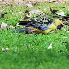 Platycercus elegans flaveolus (Yellow Rosella) at Splitters Creek, NSW - 15 Aug 2025 by KylieWaldon