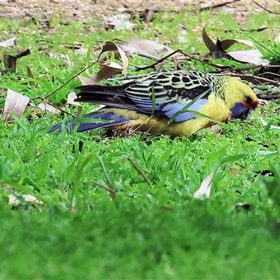 Platycercus elegans flaveolus (Yellow Rosella) at Splitters Creek, NSW - 15 Aug 2025 by KylieWaldon
