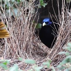 Ptilonorhynchus violaceus (Satin Bowerbird) at Kambah, ACT - 13 Aug 2025 by LineMarie
