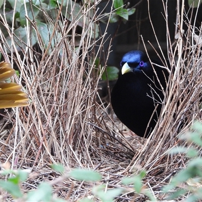 Ptilonorhynchus violaceus (Satin Bowerbird) at Kambah, ACT - 13 Aug 2025 by LineMarie