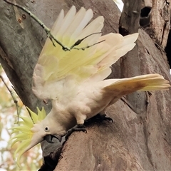 Cacatua galerita (Sulphur-crested Cockatoo) at Splitters Creek, NSW - 15 Aug 2025 by KylieWaldon