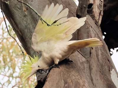 Cacatua galerita (Sulphur-crested Cockatoo) at Splitters Creek, NSW - 15 Aug 2025 by KylieWaldon