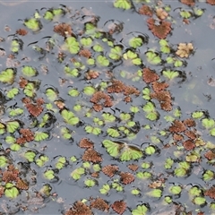 Azolla (genus) at Splitters Creek, NSW - 15 Aug 2025 by KylieWaldon