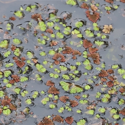 Azolla (genus) at Splitters Creek, NSW - 15 Aug 2025 by KylieWaldon
