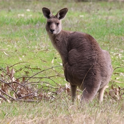 Macropus giganteus (Eastern Grey Kangaroo) at Splitters Creek, NSW - 15 Aug 2025 by KylieWaldon