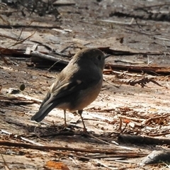 Petroica rodinogaster (Pink Robin) at Emerald, VIC - 12 Aug 2025 by GlossyGal