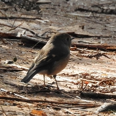 Petroica rodinogaster (Pink Robin) at Emerald, VIC - 12 Aug 2025 by GlossyGal