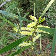 Unverified Wattle at Nambucca Heads, NSW - 16 Aug 2025 by trevorpreston