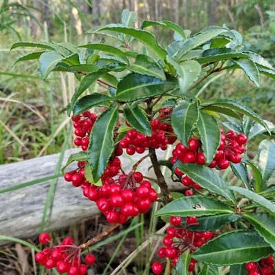 Unverified Other Shrub at Nambucca Heads, NSW - 16 Aug 2025 by trevorpreston