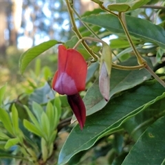 Lonicera japonica at Nambucca Heads, NSW - 16 Aug 2025 by trevorpreston