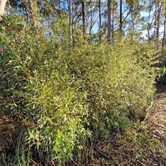 Phyllostachys aurea at Nambucca Heads, NSW - 16 Aug 2025 by trevorpreston
