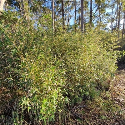 Phyllostachys aurea at Nambucca Heads, NSW - 16 Aug 2025 by trevorpreston