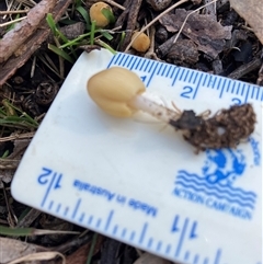 Coprinellus etc. (An Inkcap) at Canyonleigh, NSW - 16 Aug 2025 by blacksheep