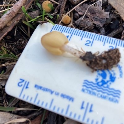 Coprinellus etc. (An Inkcap) at Canyonleigh, NSW - 16 Aug 2025 by blacksheep
