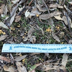 Coprinellus etc. at Canyonleigh, NSW - 16 Aug 2025 09:09 AM