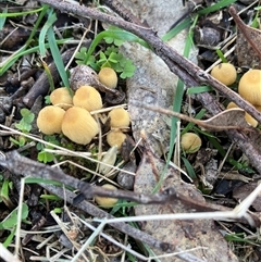Coprinellus etc. at Canyonleigh, NSW - 16 Aug 2025 09:09 AM