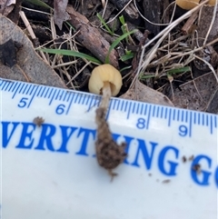 Coprinellus etc. at Canyonleigh, NSW - 16 Aug 2025 09:09 AM