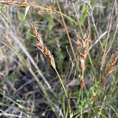Lepyrodia verruculosa at Sassafras, NSW - 13 Aug 2025 by JaneR