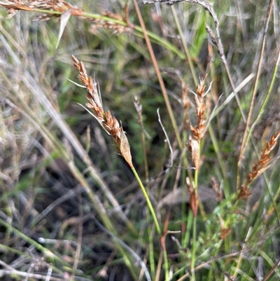 Lepyrodia verruculosa at Sassafras, NSW - 13 Aug 2025 by JaneR