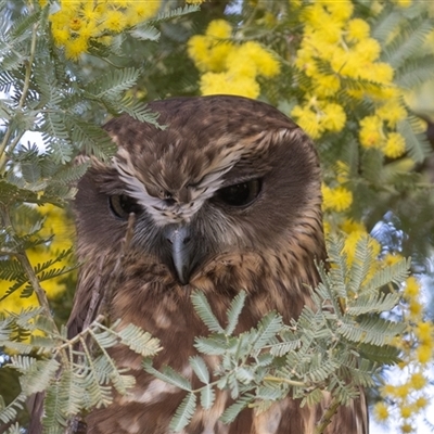 Ninox boobook (Southern Boobook) at Fyshwick, ACT - 16 Aug 2025 by rawshorty